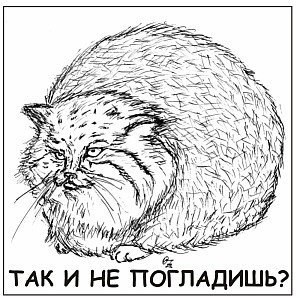 Манул для срисовки карандашом
