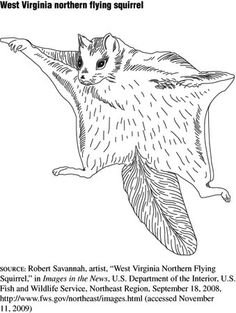 Летучая мышь рисунок поэтапно