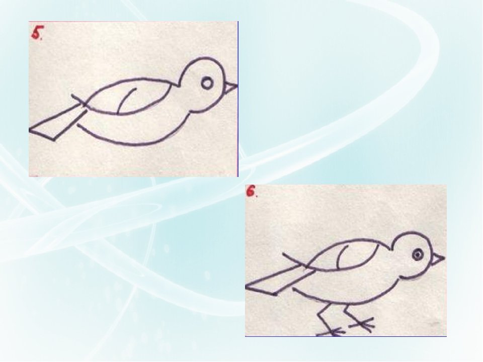 Рисование скворец в старшей группе. Поэтапное рисование скворца. Поэтапное рисование птицы в старшей группе. Поэтапное рисование скворца в старшей группе. Схема рисования птицы в старшей группе.