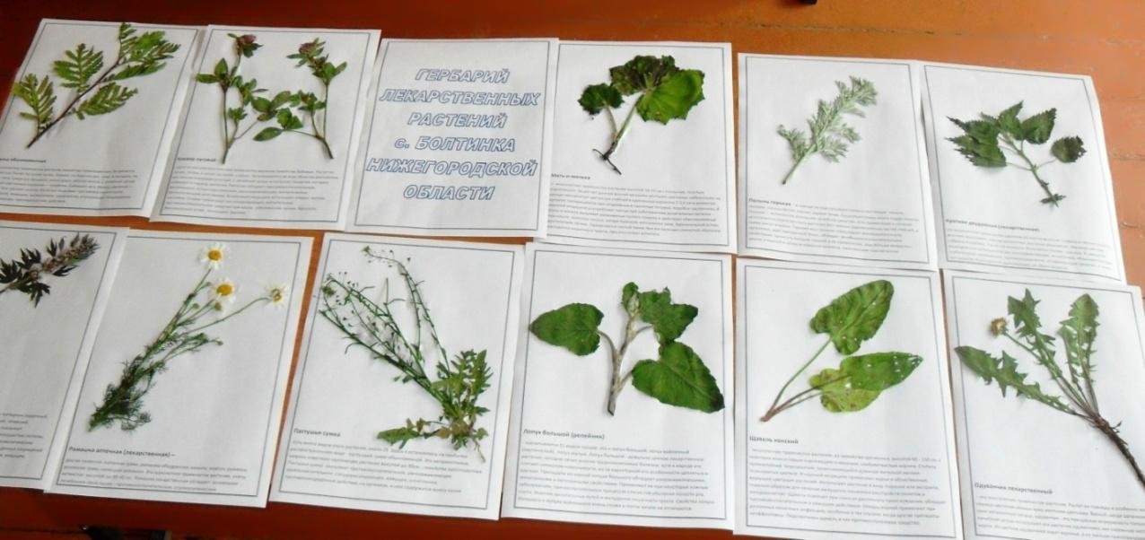 Какие растения собрать для гербария. Гербарий "лекарственные растения" (20 видов). Гербарий 10 лекарственных растений. Гербарий для полевой практики. Цветы гербарий.