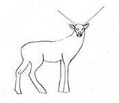 Пошаговое рисование оленя