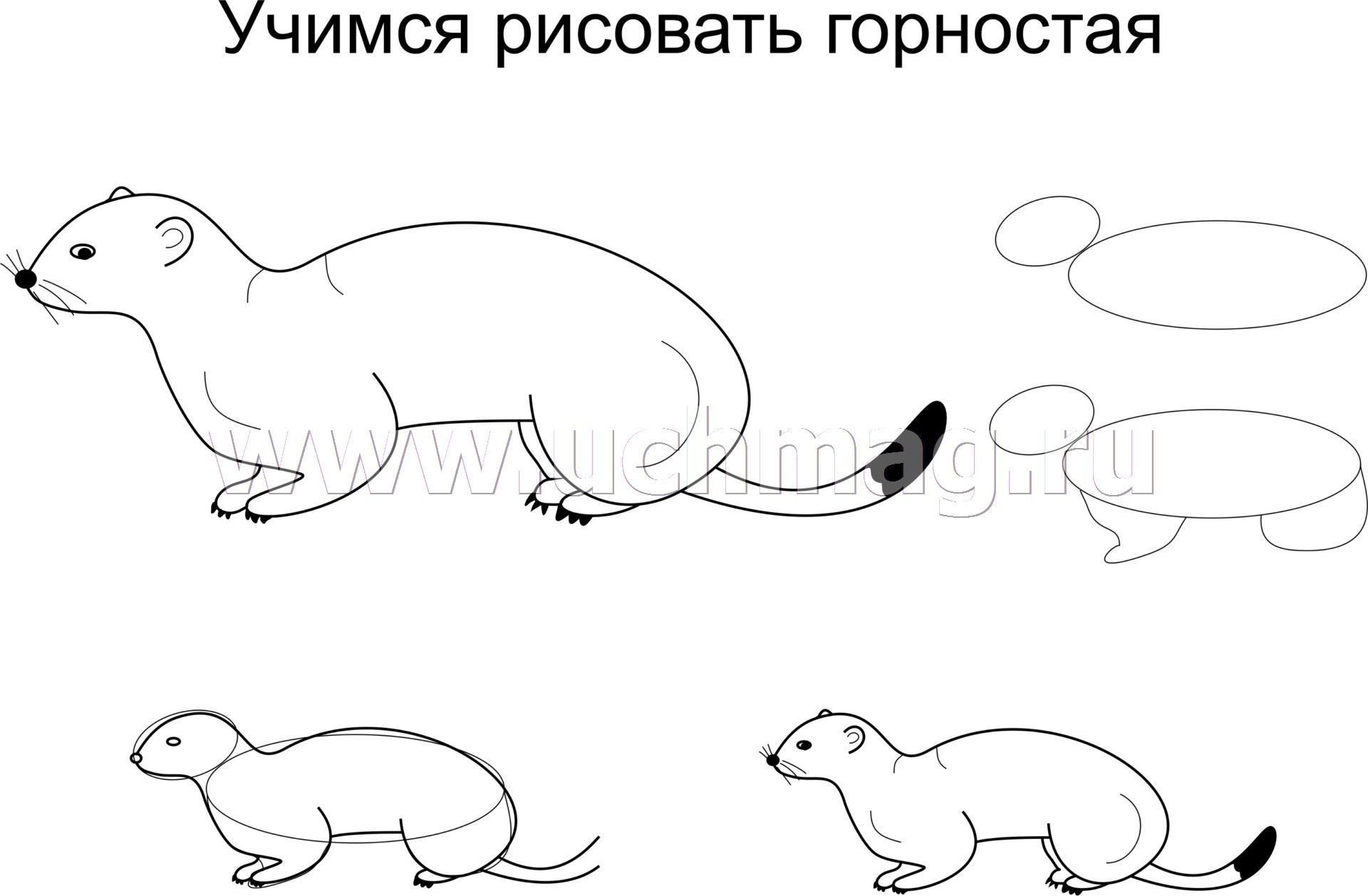 Схемы рисования животных севера для дошкольников