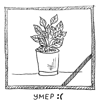 Фикус эскиз