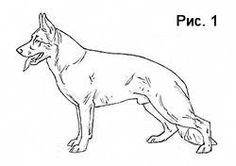Поэтапный рисунок овчарки