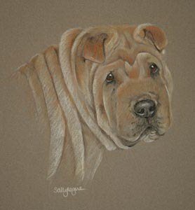 Шарпей раскраска