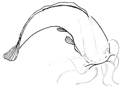 Как нарисовать рыбу клоуна