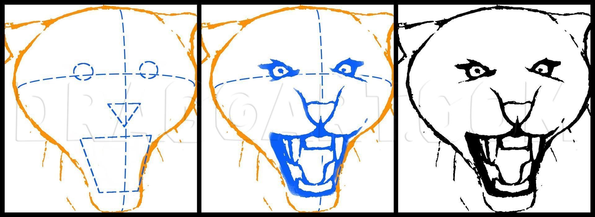 Схема рисования головы тигра