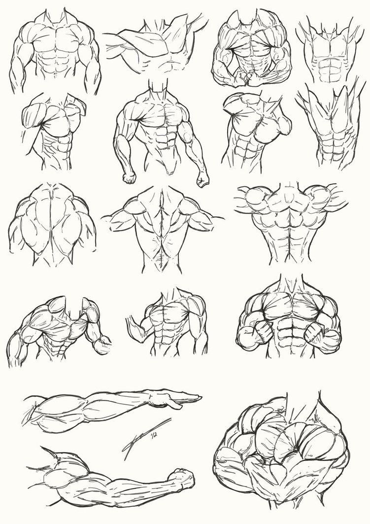 Анатомия человека для рисования мышцы