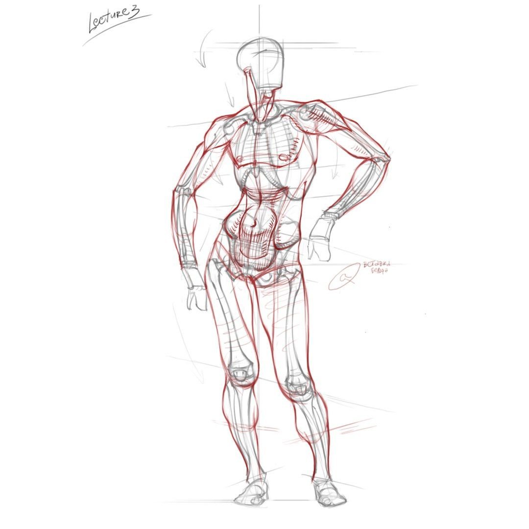 Анатомия мужчины для рисования
