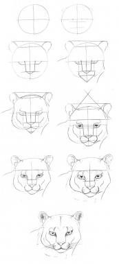 Поэтапное рисование Пумы