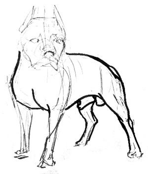 Нарисовать рисунок питбуля