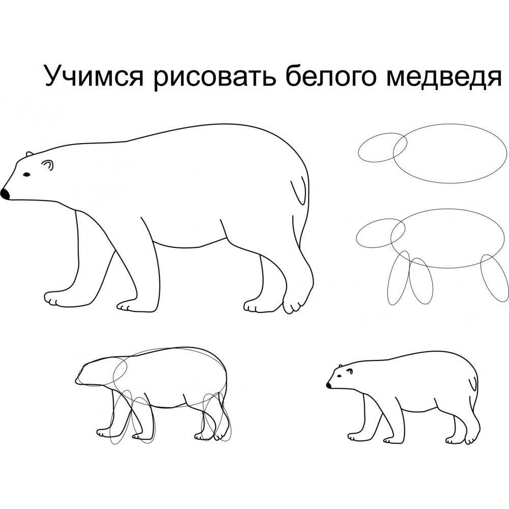 Рисование белого медведя в подготовительной группе