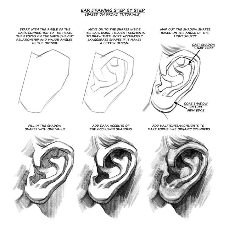 Ухо Давида гипс рисунок. Схема построения уха. Построение уха Давида Академический рисунок. Ухо Давида Академический рисунок построение. Уха поэтапно