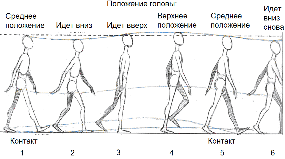 Изменения рост движения. Схема ходьбы человека. Фазы ходьбы анимация. Покадровая ходьба человека. Схема ходьбы для анимации.