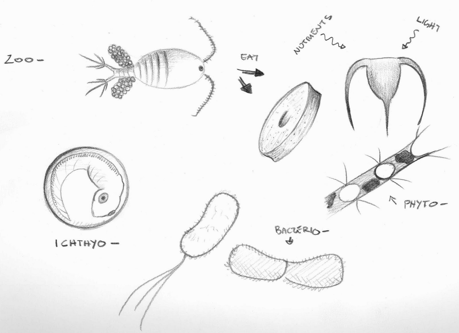 Фитопланктон раскраска