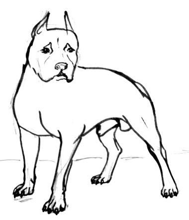 Лёгкие рисунки питбуля