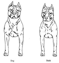 Американский стаффордширский терьер анатомия