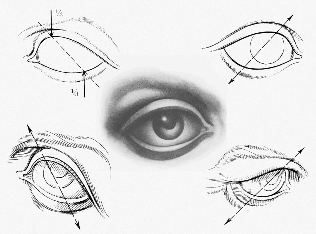 Глаз чертеж. Построение глаза. Анатомия глаз для рисования. Построение глаза человека. Построение глаза анатомия.