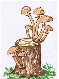 Опята рисунок поэтапно (47 фото)
