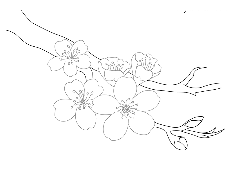 Сакура шаблон. Ветка Сакуры рисунок. Цветок Сакуры рисунок карандашом. Рисунки для срисовки цветы. Сакура карандашом.