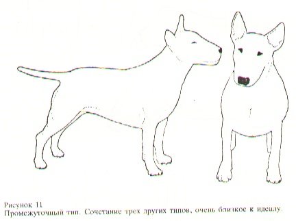 Миниатюрный бультерьер типы строения