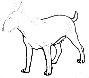 Рисование по цифрам бультерьер