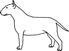 Движения рысью бультерьера