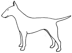 Бультерьер рисунок сбоку