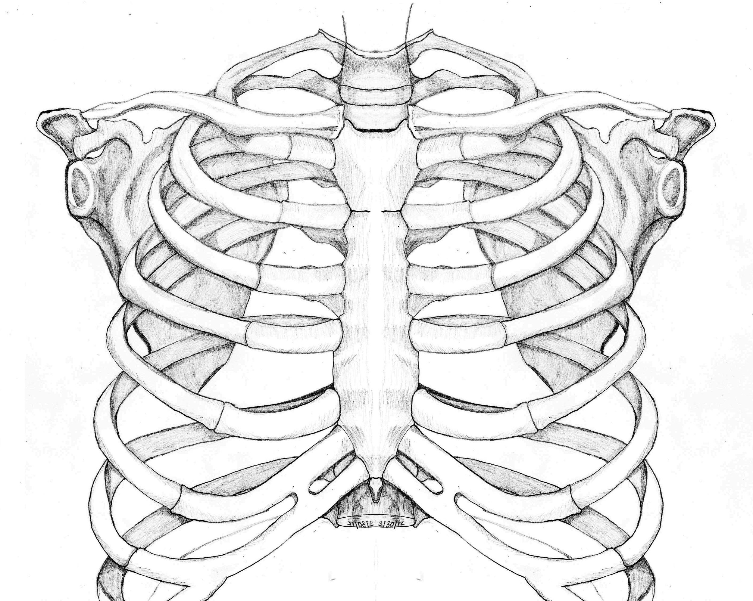 Анатомия скелет грудной клетки ребра Грудина