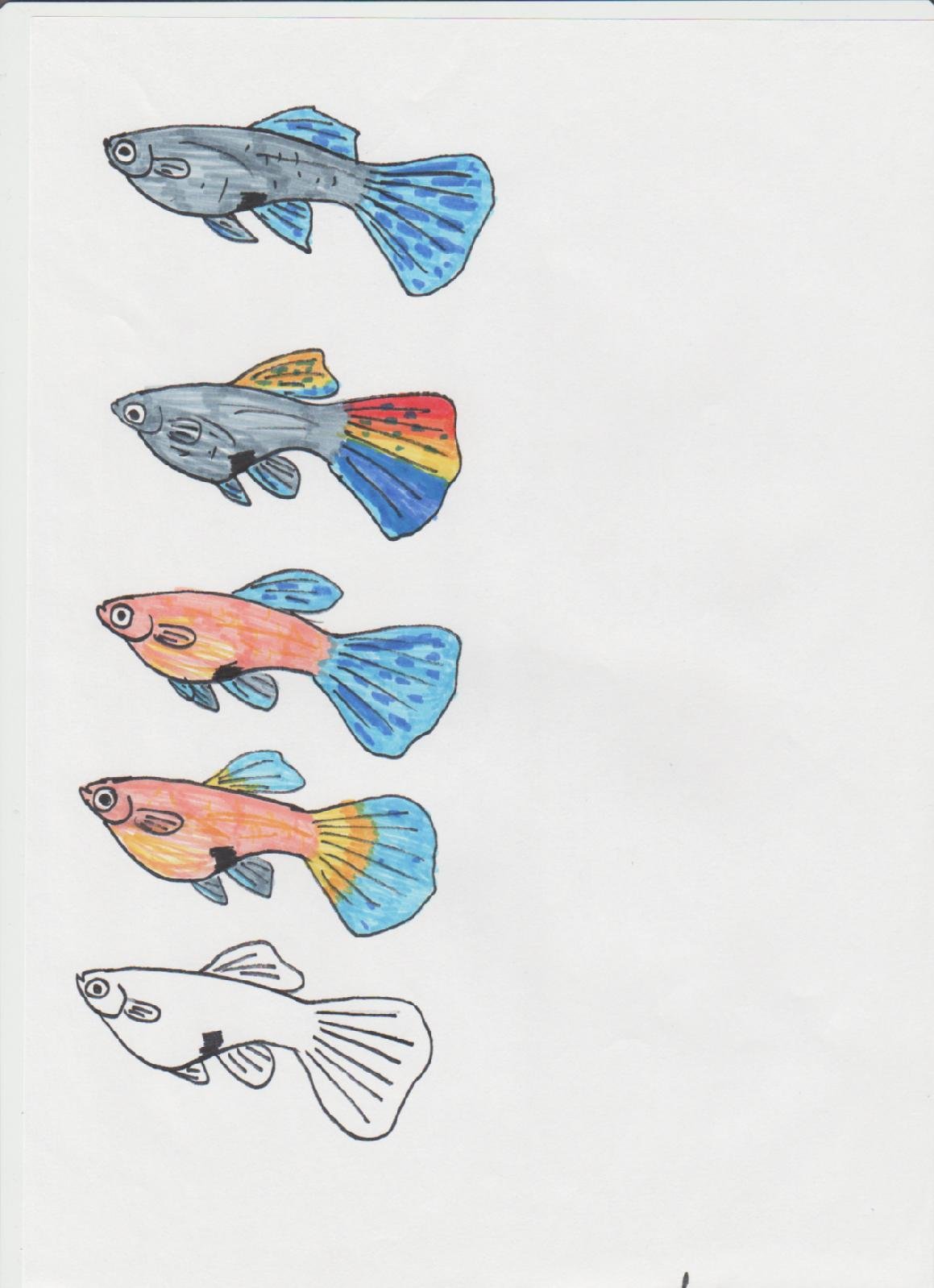 Нарисовать аквариумную рыбку гуппи