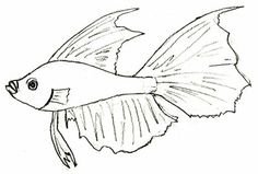 Рисунок рыбки гуппи карандашом