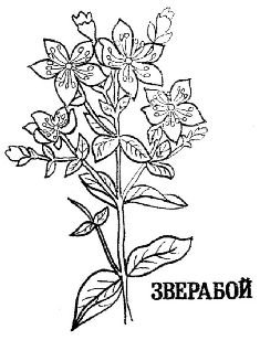 Лекарственные травы раскраска