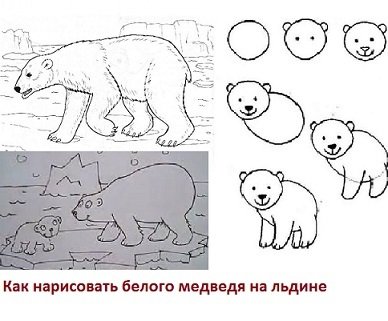 Белый медведь рисование пошагово