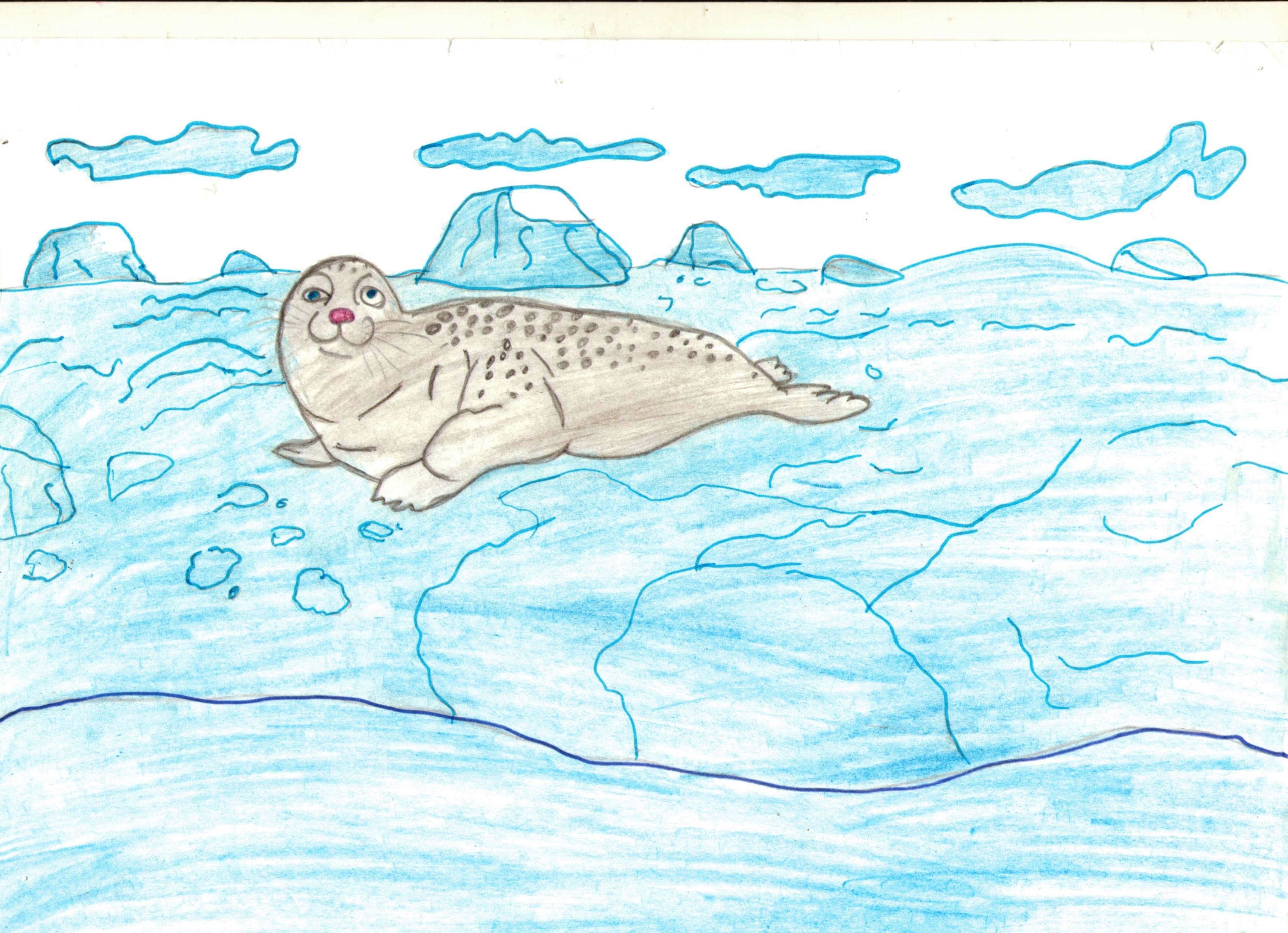 Рисование тюленя