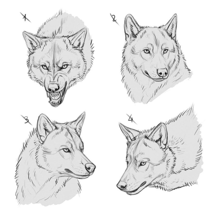 Как рисовать морду волка сбоку