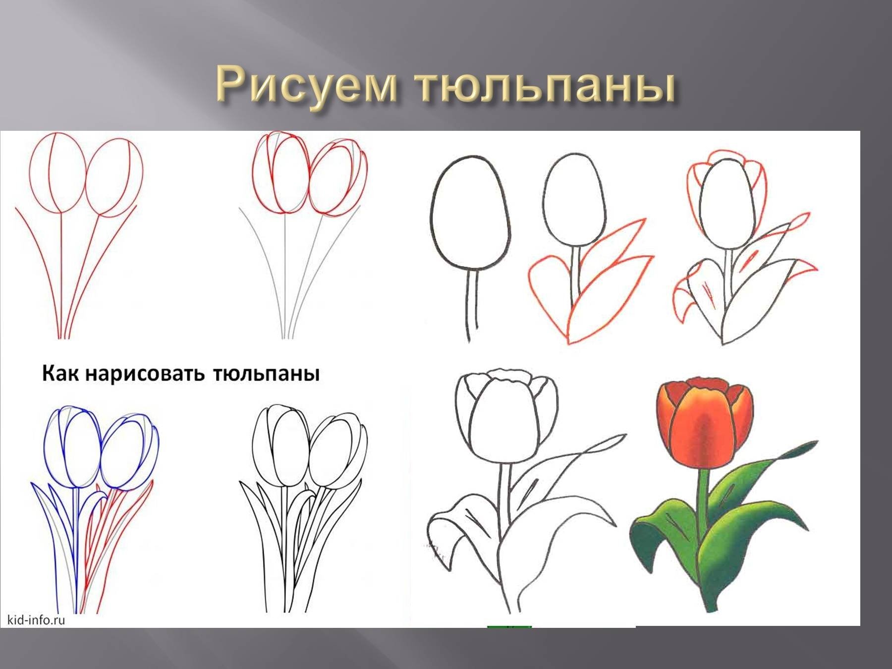 Этапы рисования тюльпана