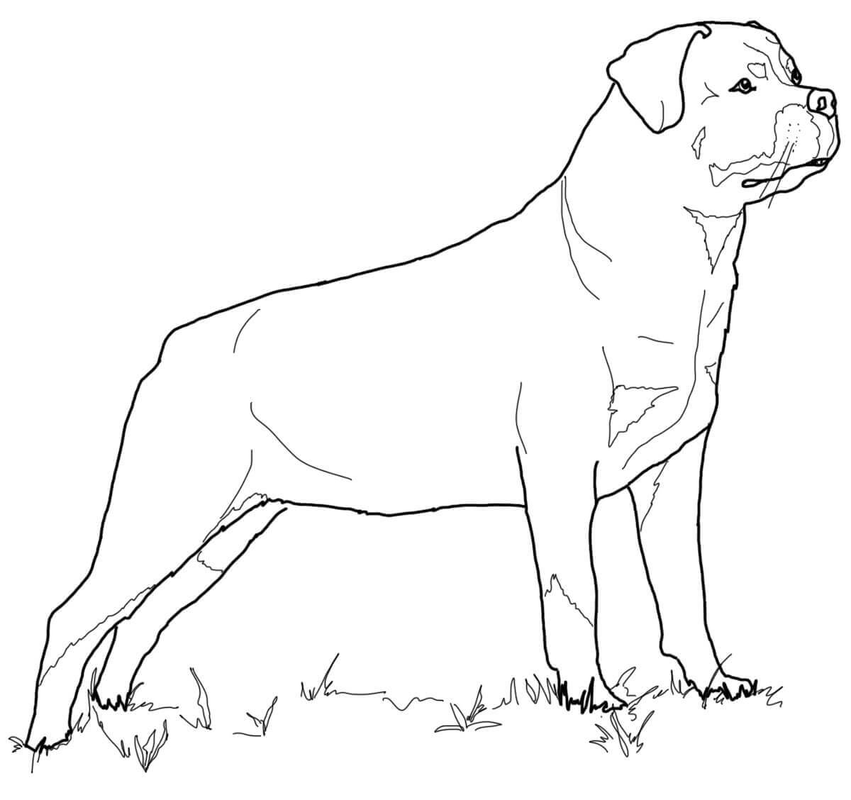 Раскраска собака алабай