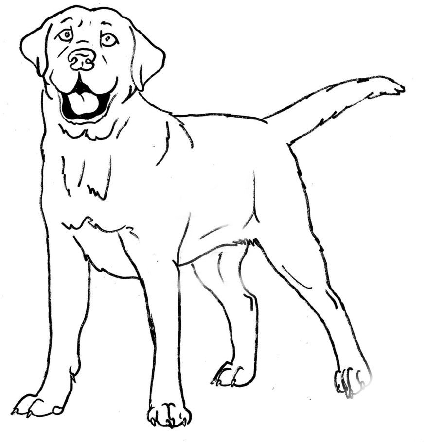 Раскраска собака лабрадор щенок