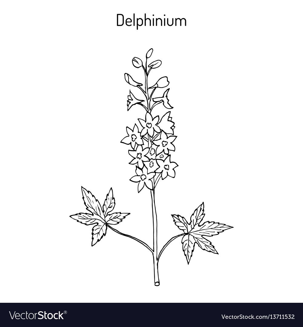Раскраска дельфиниум цветок
