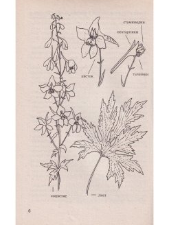 Дельфиниум анатомия цветка