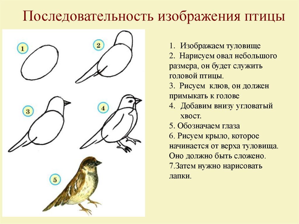 Самостоятельная по классу птиц. Последовательность изображения птицы. Последовательность рисования птицы. Птица рисунок. Схема рисования птицы.