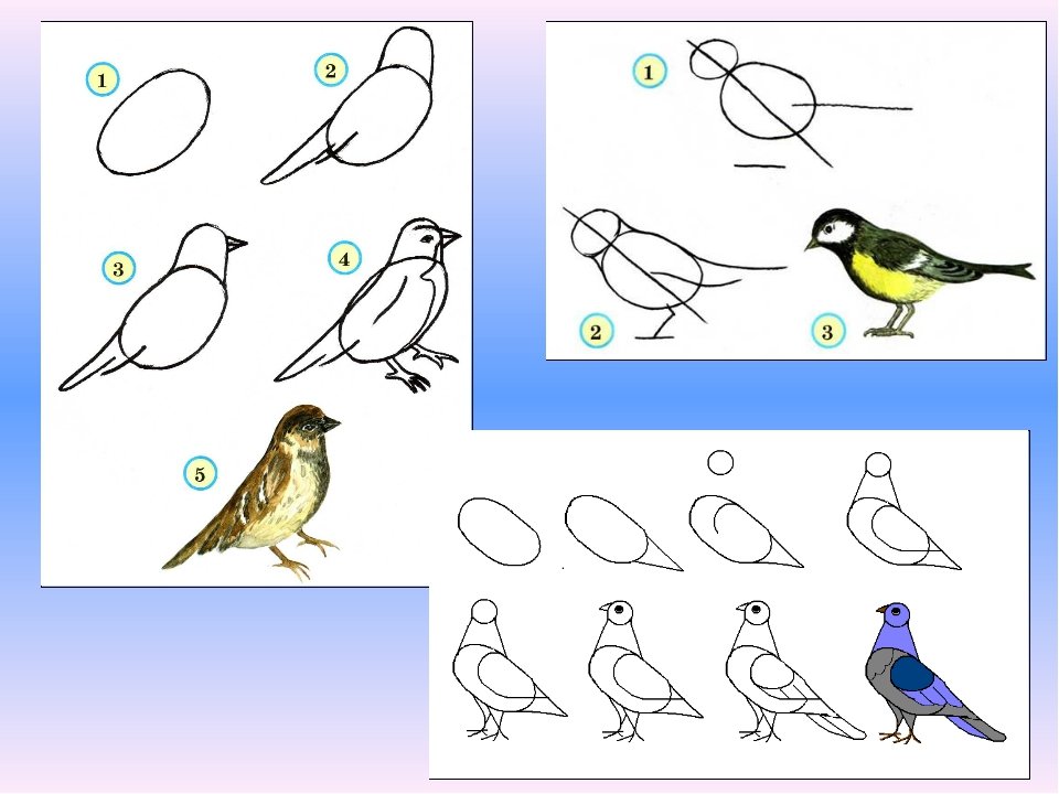 Презентация поэтапное рисование 3 класс птицы