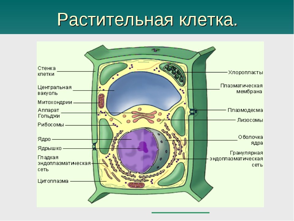 Растительная клетка термины. Клетка растения. Растительная клетка. Строение растительной клетки. Растительная клетка рисунок.
