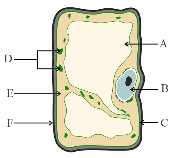 Растительная клетка. Растительная клетка рисунок. Изображена растительная клетка. Цитоплазма растительной клетки.