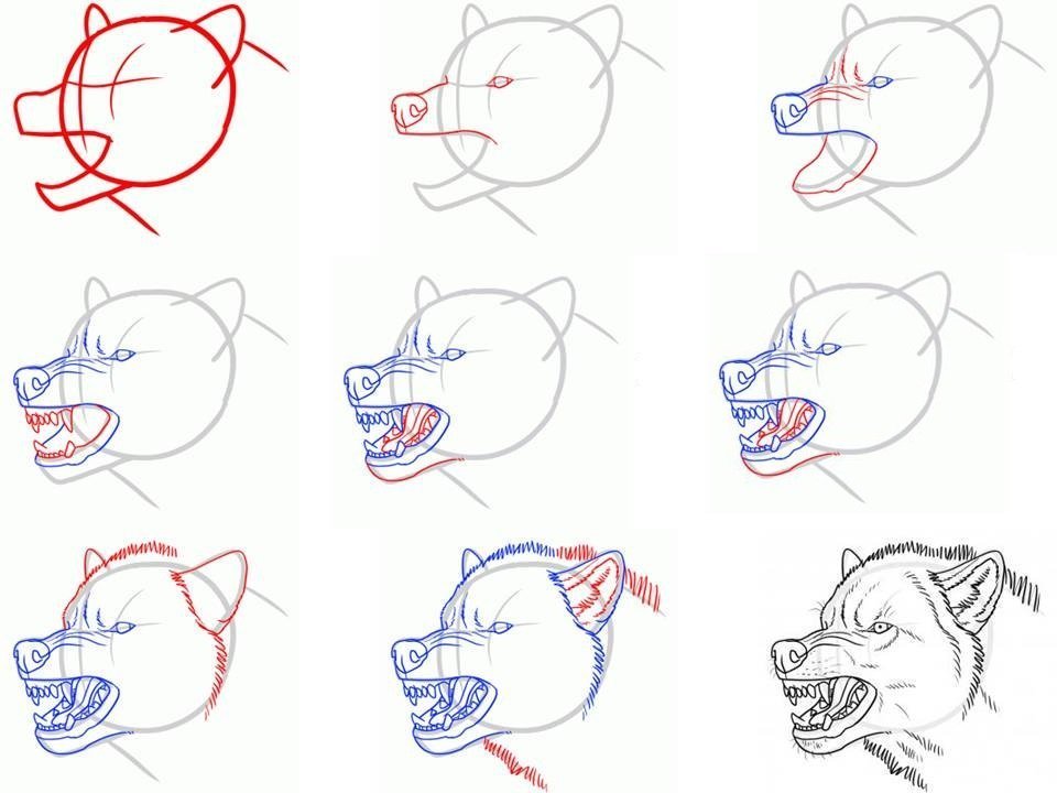 Как рисовать волка поэтапно