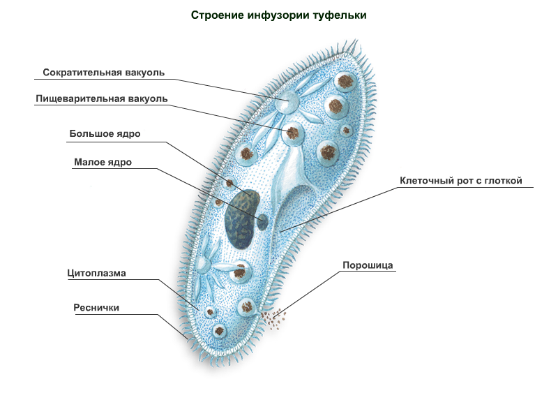 Инфузория туфелька какой органоид