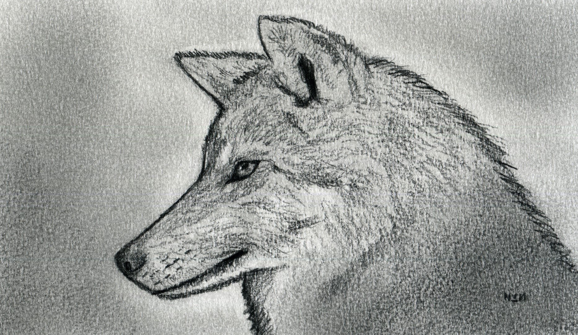 Карандашный рисунок волка
