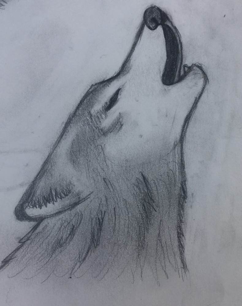 Рисунок волка простым карандашом