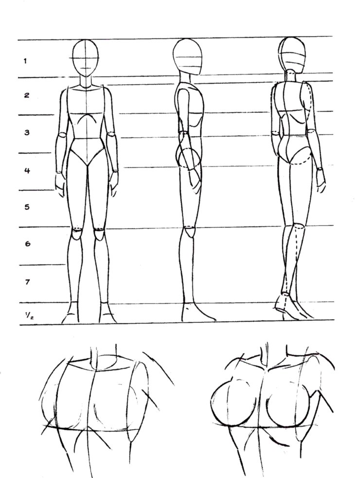 Пропорции человека для рисования в полный рост. Анатомия человека рисование пропорции тела. Пропорции человека для рисования в полный рост для начинающих. Референс анатомия пропорции.