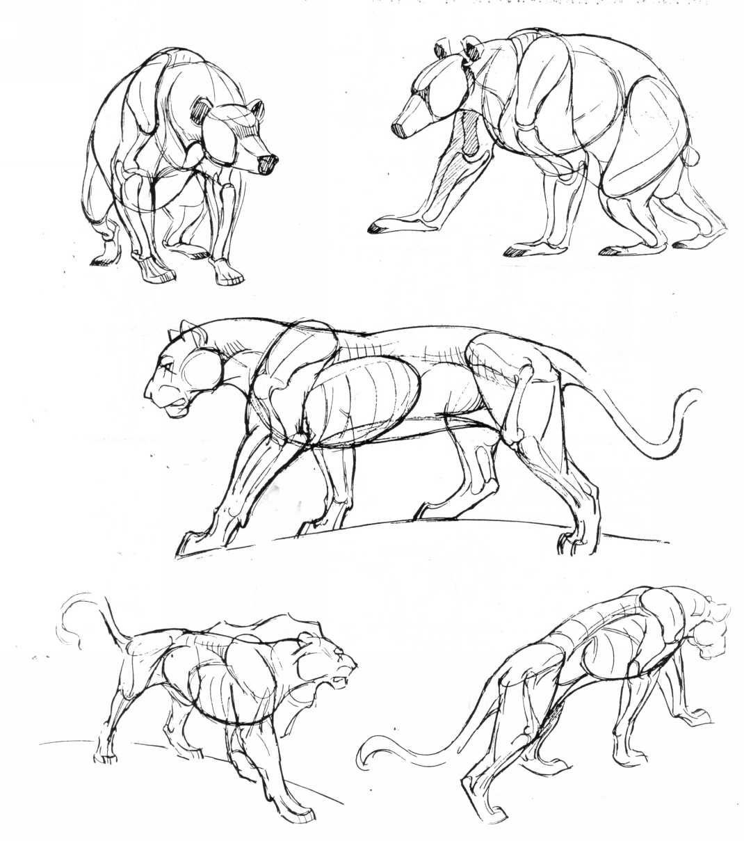 Пропорции животных для рисования